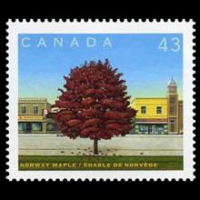 Canada postage - Acer platanoides (Norway maple)