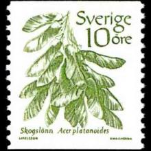 Sweden postage - Acer platanoides (Norway maple)