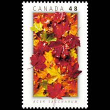 Canada postage - Acer saccharum (Sugar maple)