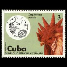 Cuba postage - Acuaria spiralis (Nematode)