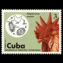 Cuba postage - Acuaria spiralis (Nematode)