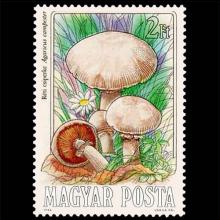 Hungary postage - Agaricus campestris (Field mushroom)
