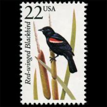 United States postage - Agelaius phoeniceus (Red-winged blackbird)