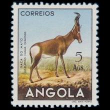 Angola postage - Alcelaphus buselaphus caama (Red hartebeest)