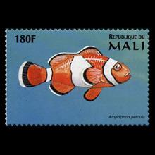 Mali postage - Amphiprion percula (Orange clownfish)