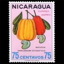 Nicaragua postage - Anacardium occidentale (Cashew tree)