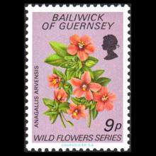 Bailiwick of Guernsey postage - Anagallis arvensis (Scarlet pimpernel)