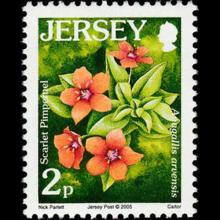 Jersey postage - Anagallis arvensis (Scarlet pimpernel)