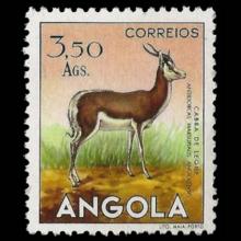 Angola postage - Antidorcas marsupialis (Springbok)