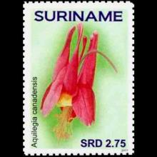 Suriname postage - Aquilegia canadensis (Canadian columbine)