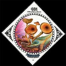 Mongolia postage - Armillaria mellea (Honey fungus)