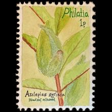 Philatia postage - Asclepias syriaca (Broadleaf milkweed)