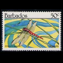 Barbados postage - Orthemis ferruginea (Roseate skimmer)