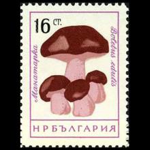 Bulgaria postage - Boletus edulis (Porcini)