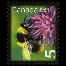 Canada postage - Bombus polaris (Arctic bumblebee)