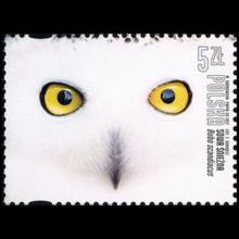 Poland postage - Bubo scandiacus (Snowy owl)