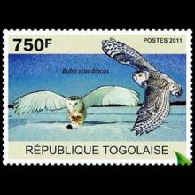 Togo postage - Bubo scandiacus (Snowy owl)