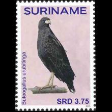 Suriname postage - Buteogallus urubitinga