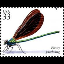 United States postage - Calopteryx maculata (Ebony jewelwing)