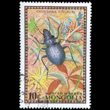 Mongolia postage - Calosoma fischeri (Fischer's caterpillar hunter)
