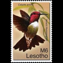 Lesotho postage - Calypte anna (Anna's hummingbird)