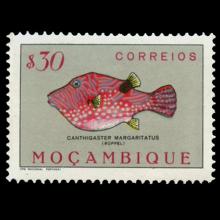 Mozambique postage - Canthigaster margaritata (Pearl toby)