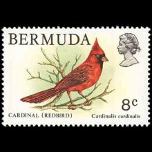 Bermuda postage - Cardinalis cardinalis (Northern cardinal)