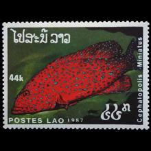 Laos postage-Cephalopolis miniatus (Coral hind)