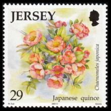 Jersey postage - Chaenomeles speciosa (Flowering quince)