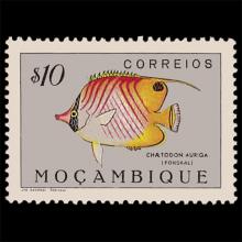 Mozambique postage - Chaetodon auriga (Threadfin butterflyfish)