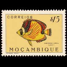 Mozambique postage - Chaetodon lunula (Raccoon butterflyfish)