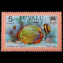 Tuvalu postage - Chaetodon trifasciatus (Rainbow butterfly)