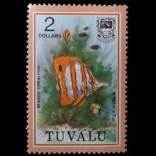 Tuvalu postage - Chelmon rostratus (Beaked coralfish)