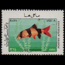 Afghanistan postage - Chromobotia macracanthus (Clown loach)