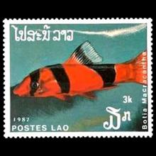 Laos postage - Chromobotia macracanthus (Clown loach)