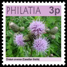 Philatia postage - Cirsium arvense (Canadian thistle)