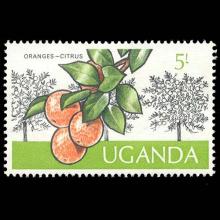 Uganda postage - Citrus x aurantium (Sweet orange)