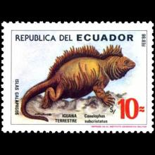Ecuador postage - Conolophus subcristatus (Galapagos land iguana)