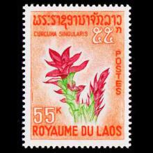 Laos postage - Curcuma longa (Turmeric)