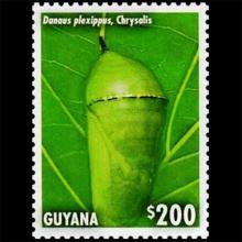 Guyana postage - Danaus plexippus (Monarch butterfly) Chrysalis