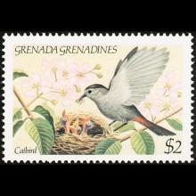 Grenada Grenadines - Dumetella carolinensis (Gray catbird)