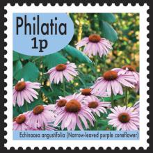 Philatia postage - Echinacea angustifolia (Narrow-leaved purple coneflower))