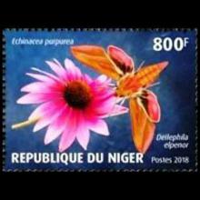 Niger postage - Echinacea purpurea (Purple coneflower)