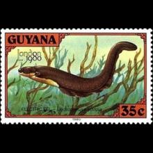 Guyana postage - Electrophorus electricus (Electric eel)