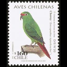 Chili postage - Enicognathus leptorhynchus (Slender-billed parakeet)