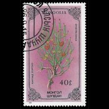 Mongolia postage - Ephedra sinica (Mormon tea)