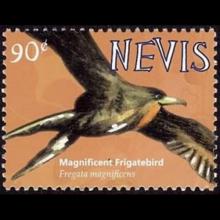 Nevis postage - Fregata magnificens (Magnificent frigatebird)