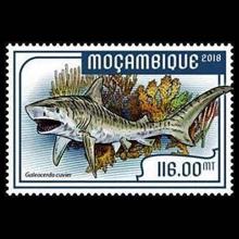 Mozambique postage -Galeocerdo cuvier (Tiger shark)