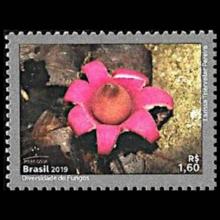 Brazil postage (Geastrum campestre) Earthstar fungi