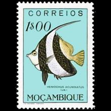 Mozambique postage - Heniochus acuminatus (Longfin bannerfish)